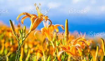 daylily-02